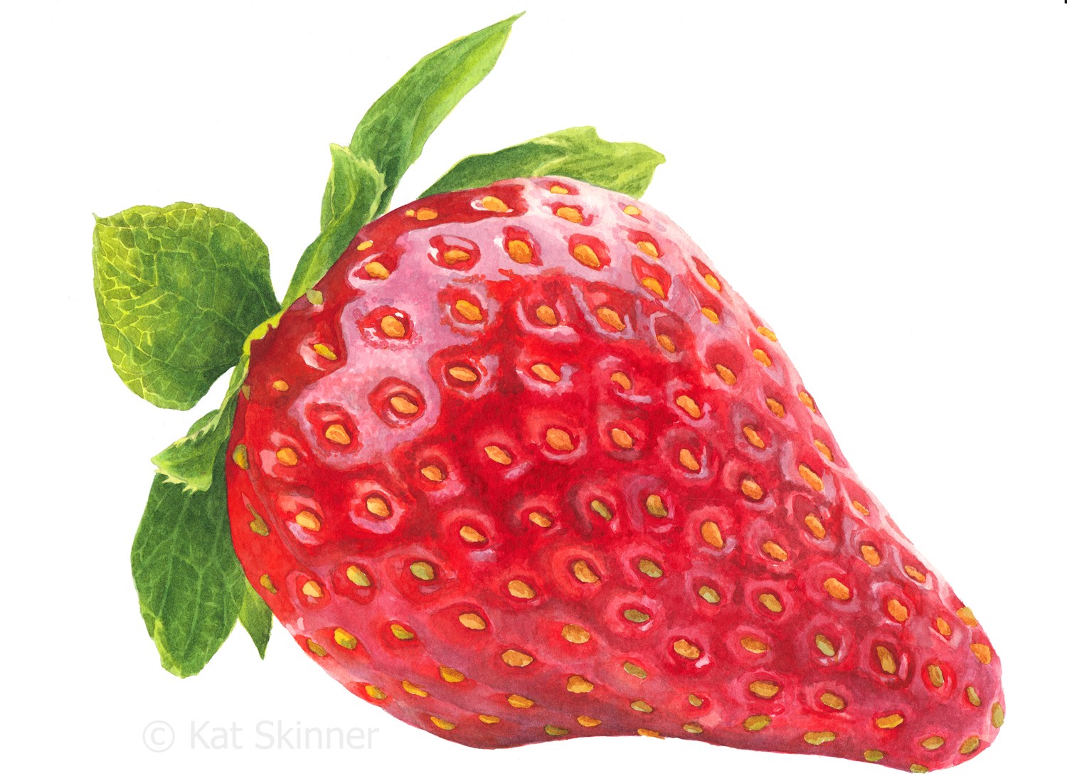 1500x1091 The Succulent Strawberry Kat Skinner