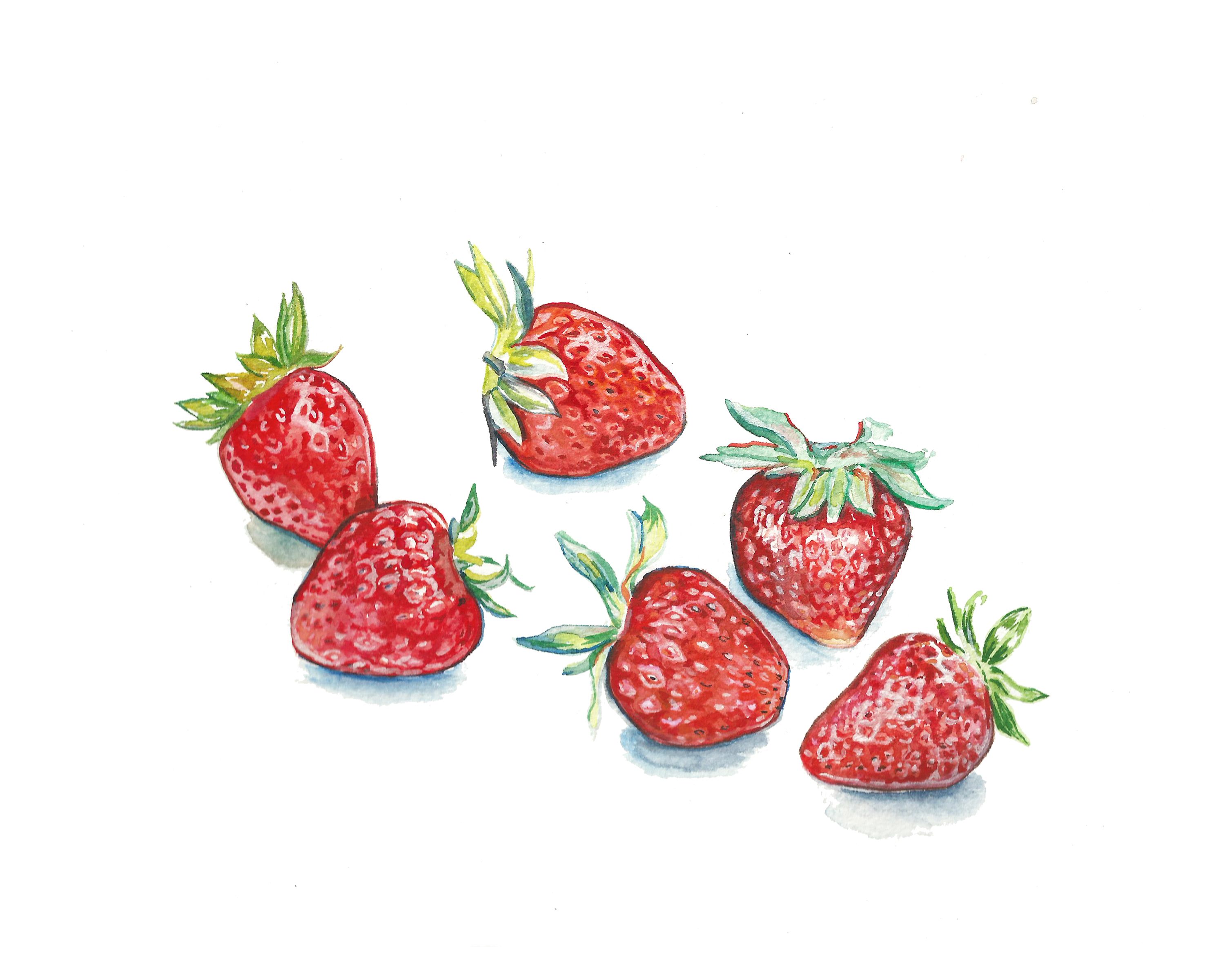 3000x2400 Handful Of Strawberries Watercolor Painting By Christy Corey