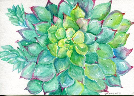 570x409 Succulent Watercolor Painting Original 5 X 7 Green Sedum Etsy