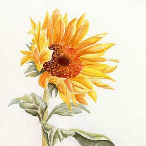 300x300 Sunflower Watercolor Paintings Fine Art America