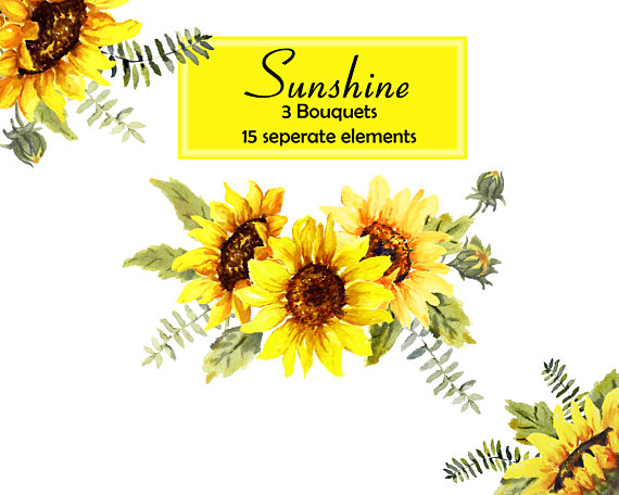 570x456 Sunshine And Sunflowers, Watercolor Sunflowers Floral Clip Art