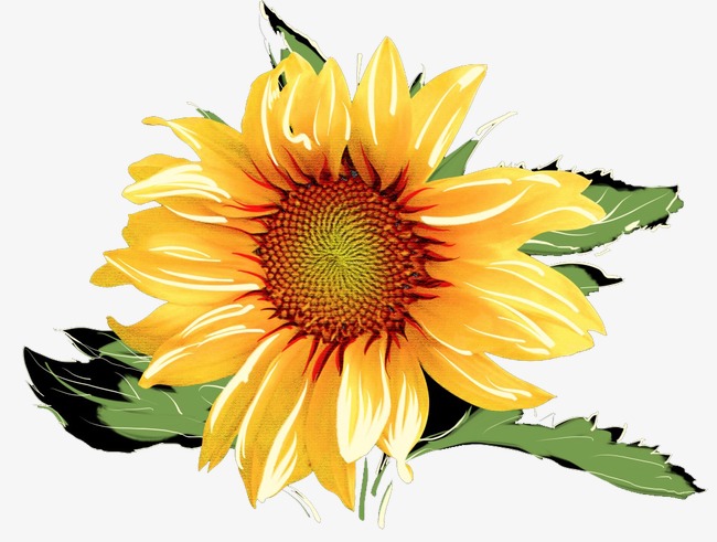 The best free Sunflower watercolor images. Download from 151 free ...