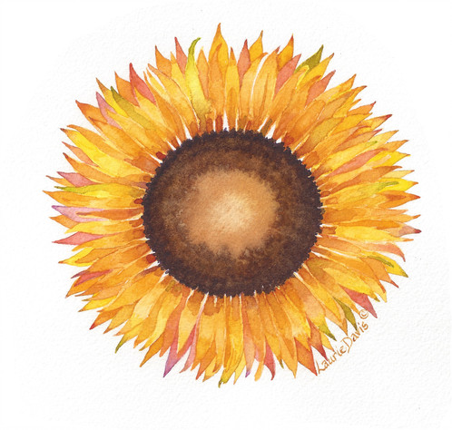 498x474 Giant Sunflower Watercolor Art Card