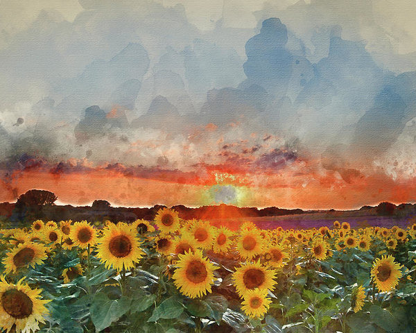 600x480 Watercolor Painting Of Sunflower Summer Sunset Landscape With Bl