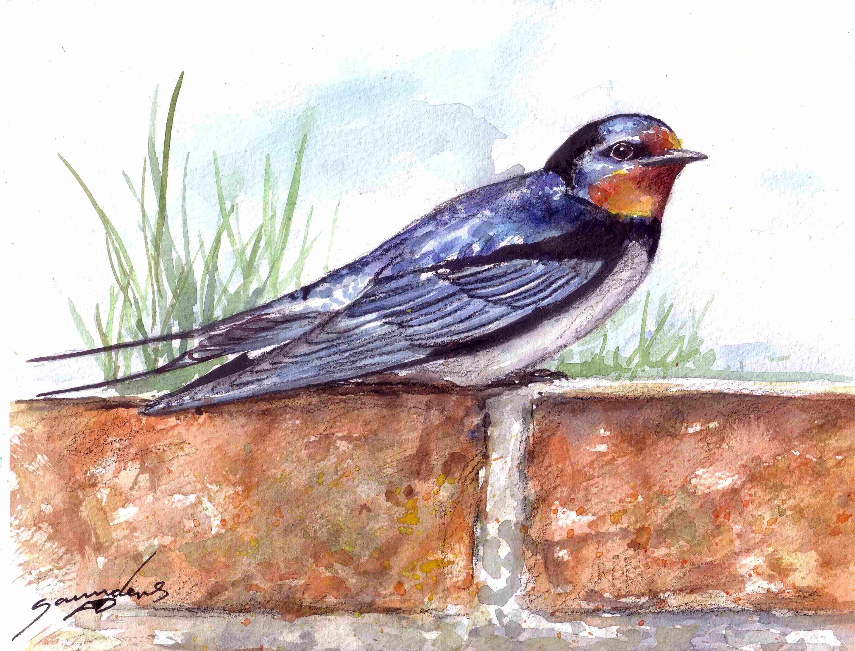 2872x2188 Swallow Bird Time Lapse Watercolour