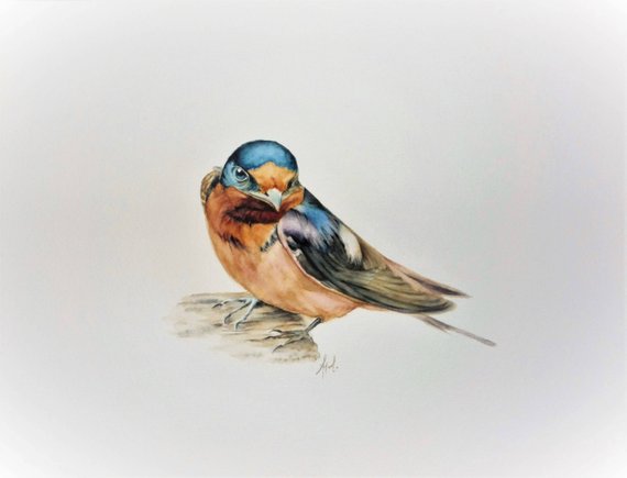 570x435 Swallow Watercolor Bird Portrait Wildlife Watercolor Etsy
