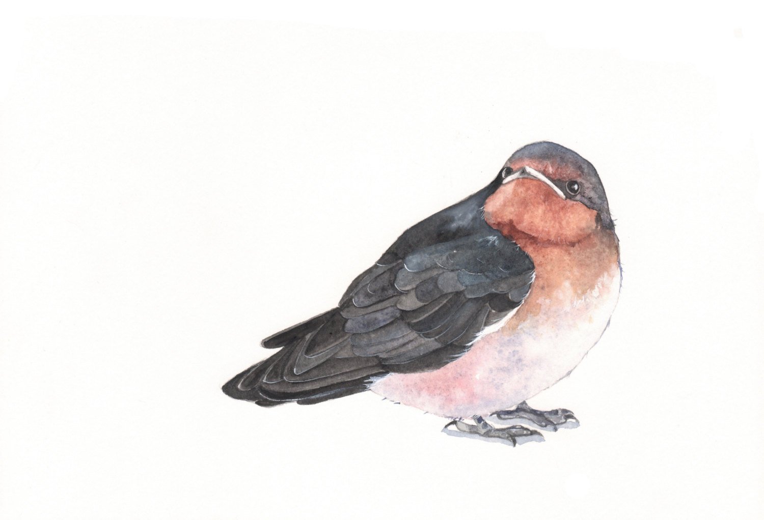 1500x1022 Swallow Watercolor Painting Print Of Watercolor Painting A4 Etsy