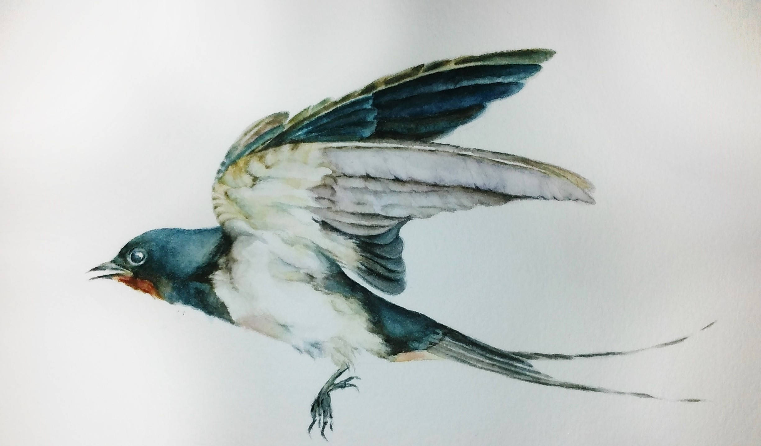 2449x1435 Swallow Watercolor Passe Partout Frame Bird Portrait Etsy