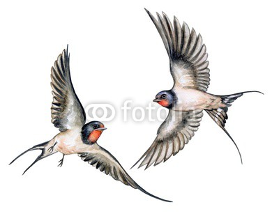 400x320 Swallow. Birds In Flight Isolated On White Background. Watercolor