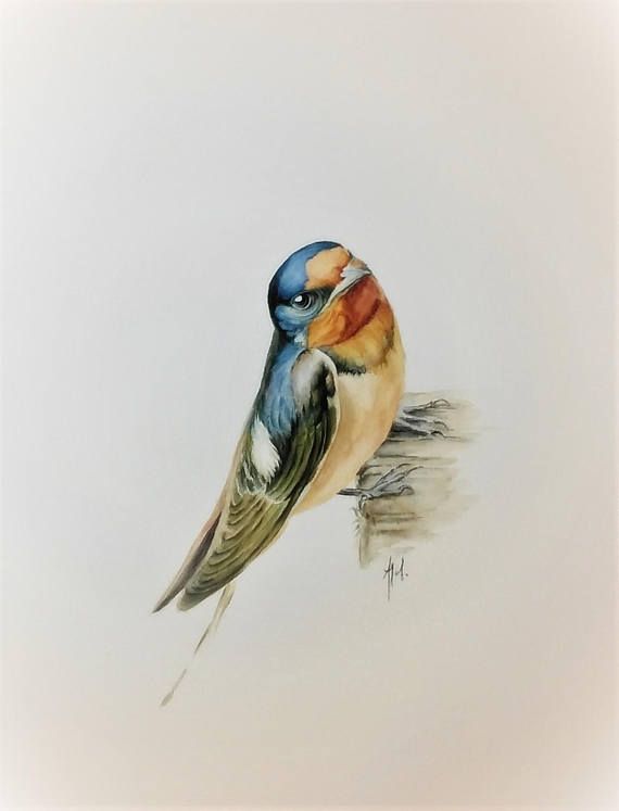 570x747 The Swallow Bird Original Watercolor Painting Akwarele