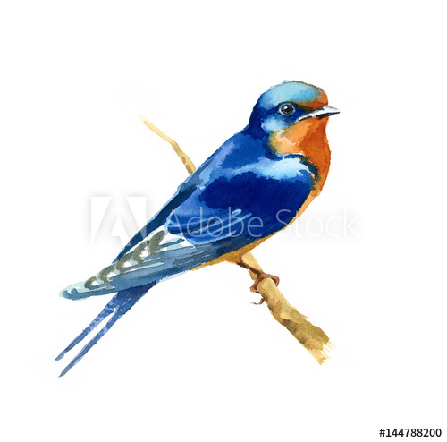 500x494 Watercolor Blue Bird Barn Swallow On The Branch Hand Drawn