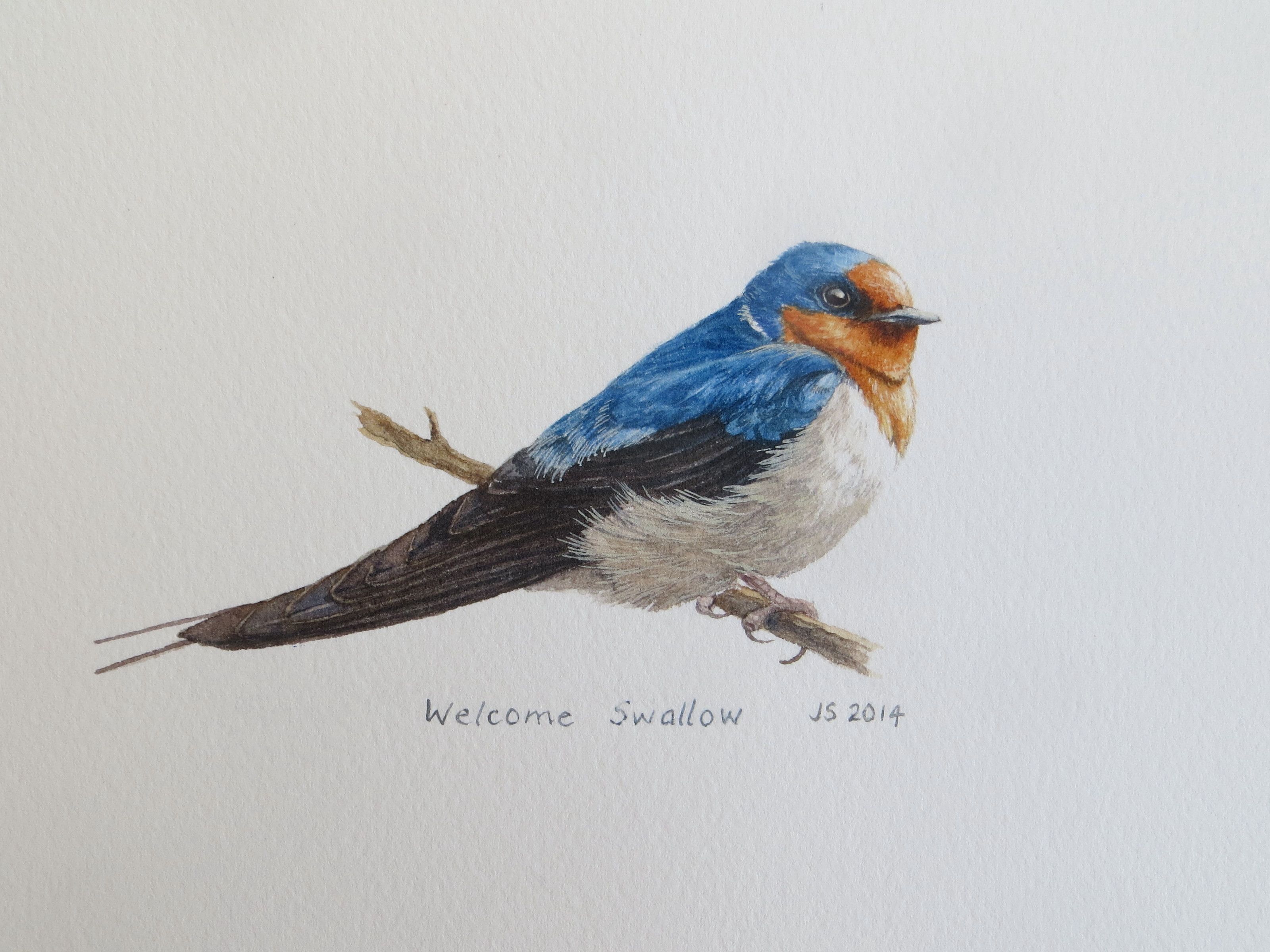 3200x2400 Welcome Swallow
