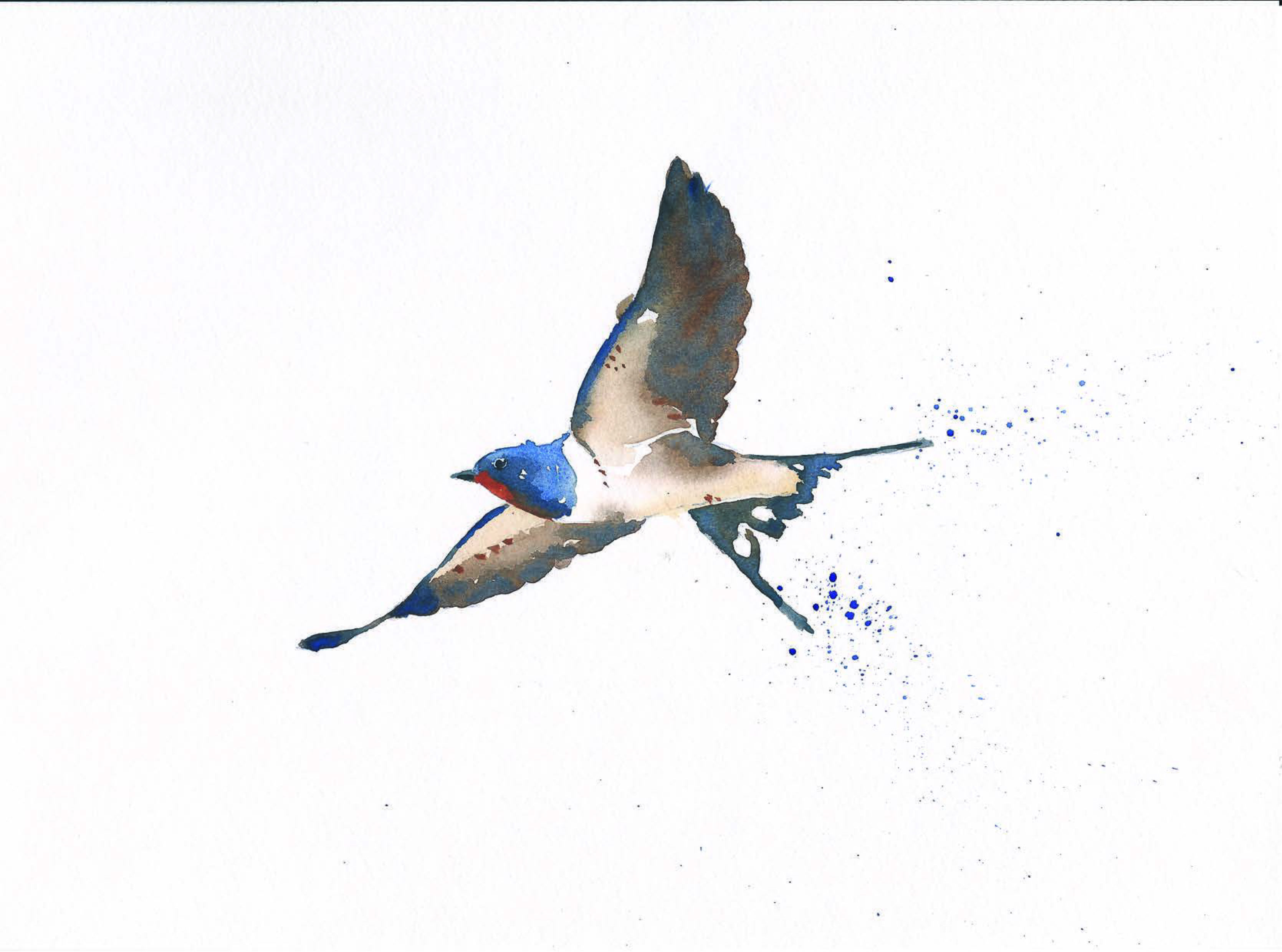 3339x2481 Flying Barn Swallow Watercolour By Doreen Philip Illustration By