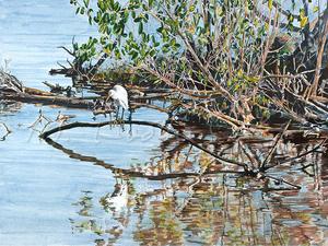 300x225 Heron In Mangrove Swamp