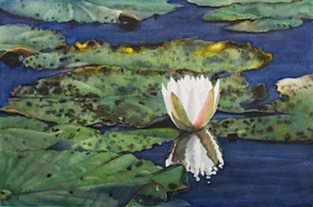 1280x848 Judith Fields Swamp Lily
