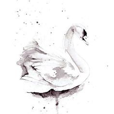 Swan Watercolor
