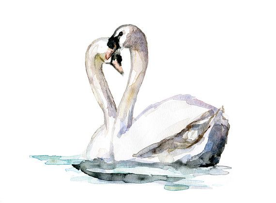 570x419 Original Swan Watercolor Painting. Two Swans In Love. Swanlake