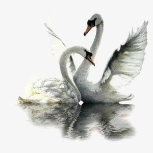300x300 Swan, Watercolor, White Swan, Creative Animal Illustration Png