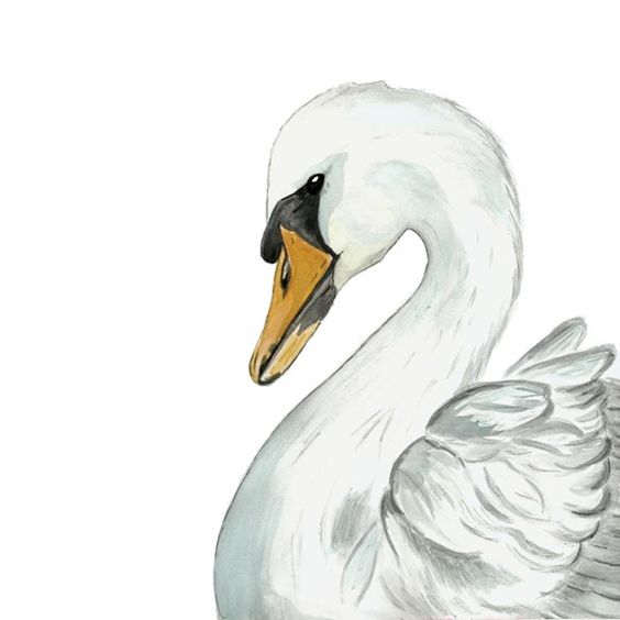 564x564 Swan Watercolor Painting By Onelittledot