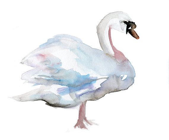 570x473 Swan Watercolor Painting. Original Painting On Cardboard 8 X 10