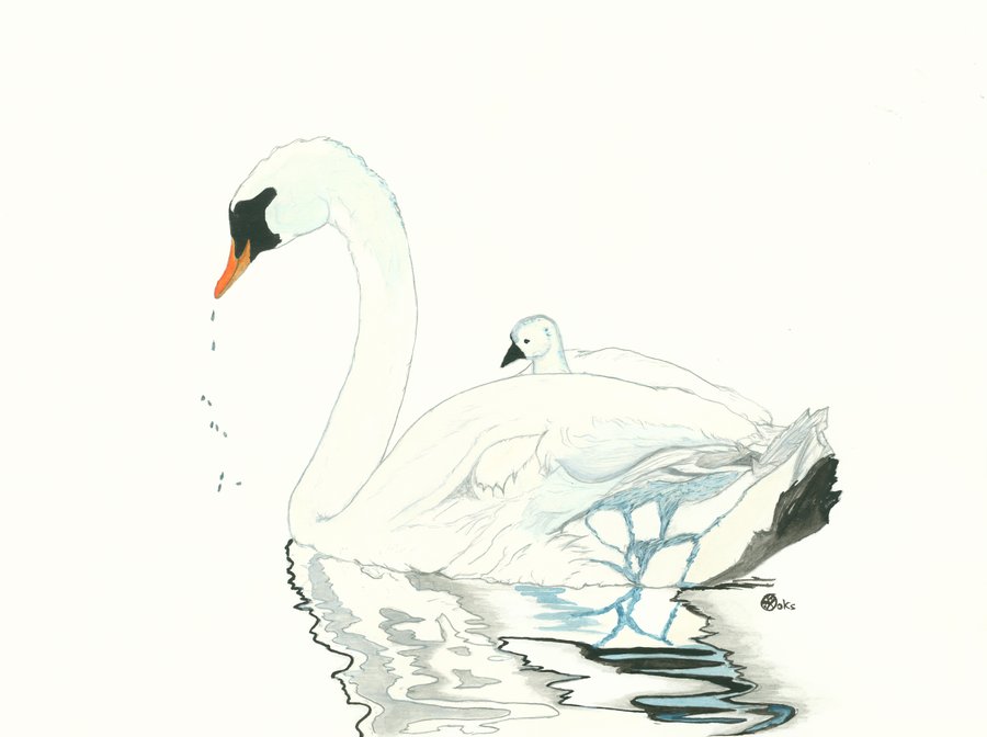 900x672 Swan Watercolor By K Roks G