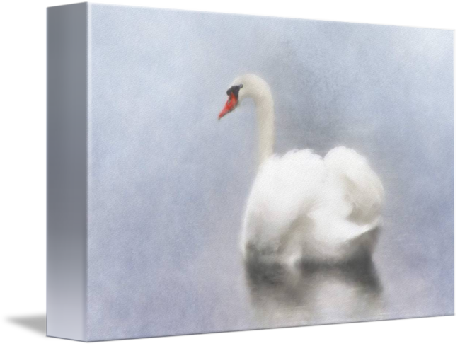 650x489 Swan Watercolor By Emily Smith