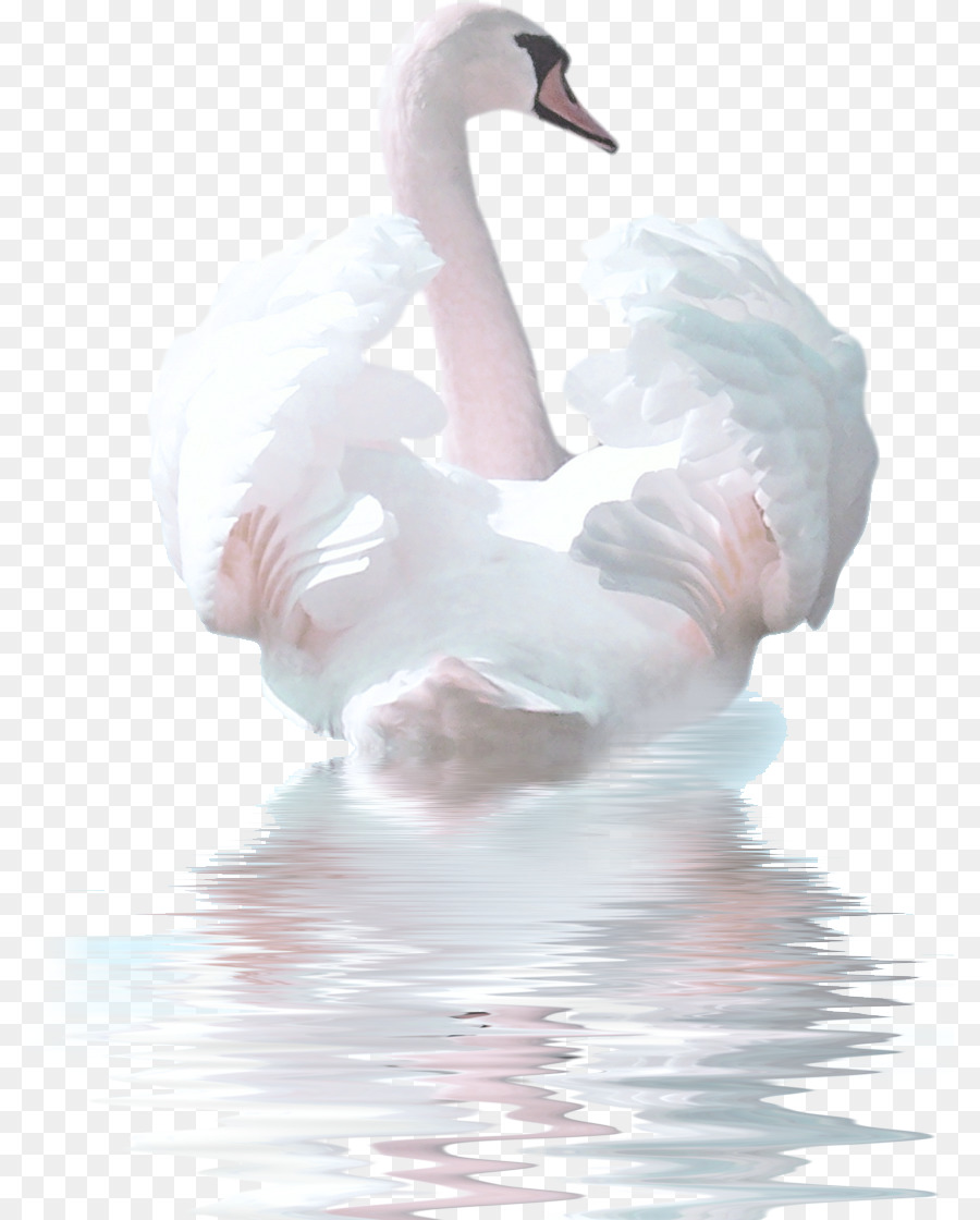 900x1120 Cygnini Bird Watercolor Painting Clip Art