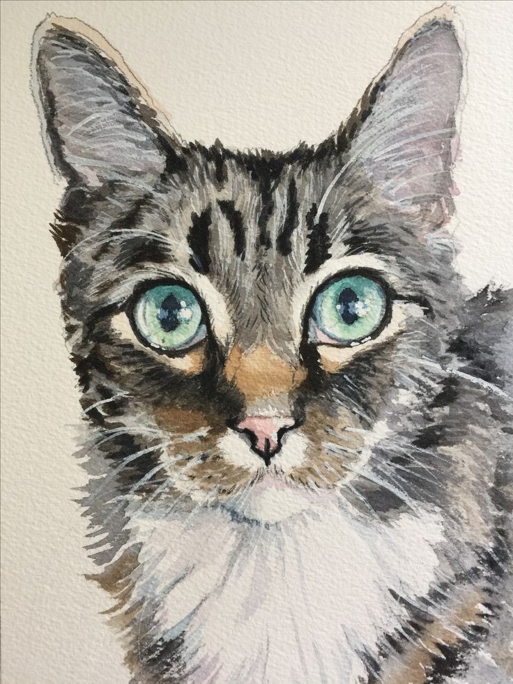 736x981 Gray Tabby Cat Watercolor Painting By Sherry Daerr Acuarelas