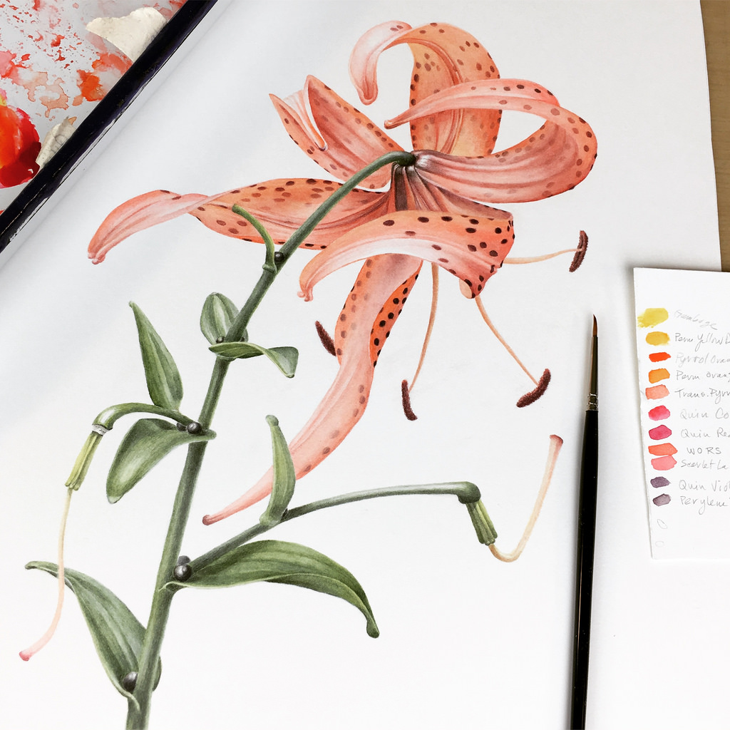 1024x1024 Tiger Lily Watercolor Painting For The Lan Su Exhibition