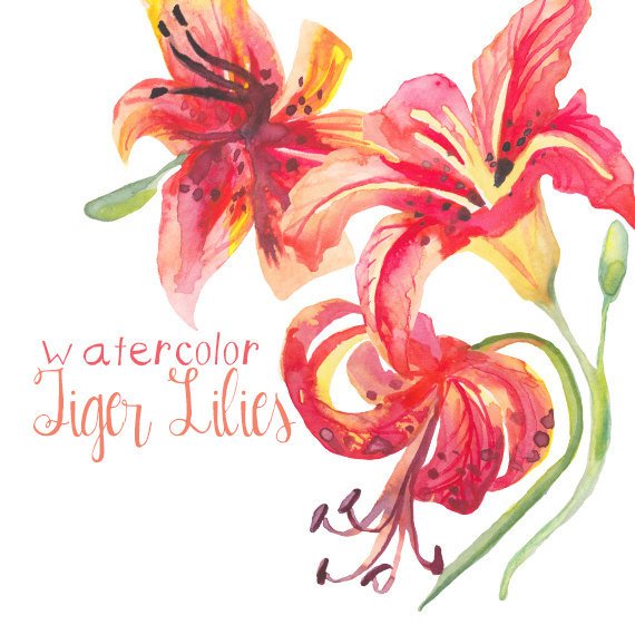 570x570 Tiger Lily Watercolor Floral Clipart Instant Download Digital Etsy