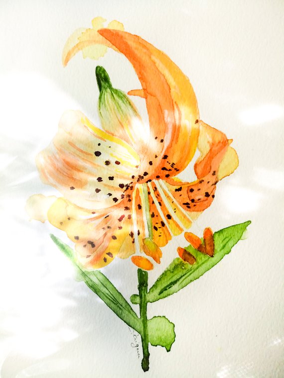 570x760 Tiger Lily Watercolor Painting Original Watercolor Flower Etsy