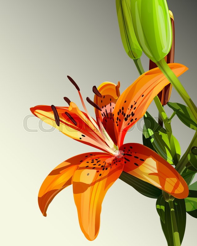 640x800 Vector Illustration Of Tiger Lily Flower With Green Leaves
