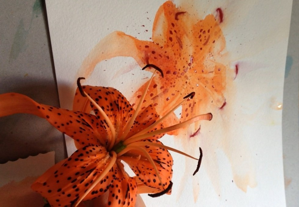 979x679 Watercolor Simple Lily Olga Peregood