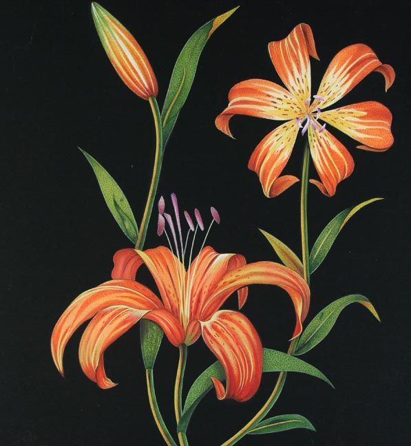597x648 Jaggu Prasad Botanical Tiger Lily Watercolor Painting Watercolor