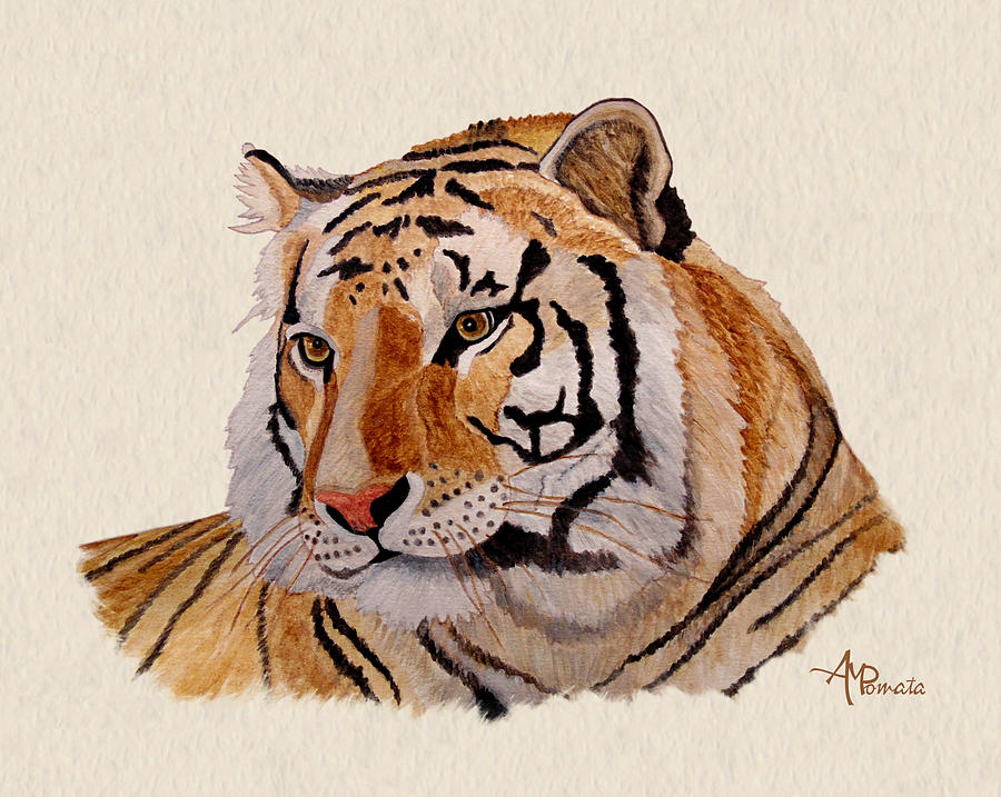 900x717 Bengal Tiger Watercolor Painting By Angeles M Pomata