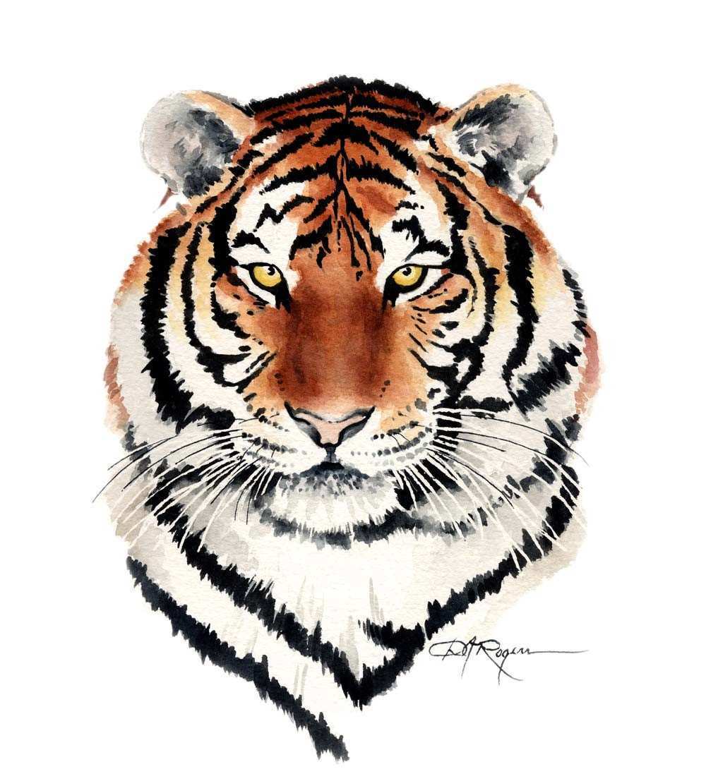 1000x1107 Tiger Painting Awesome Tiger Watercolor Painting Art Print Signed