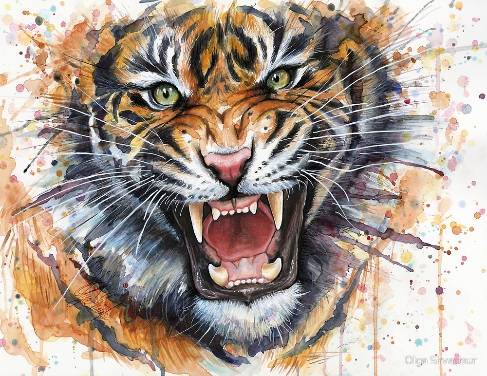1000x772 Tiger Watercolor Painting By Olga Shvartsur Redbubble