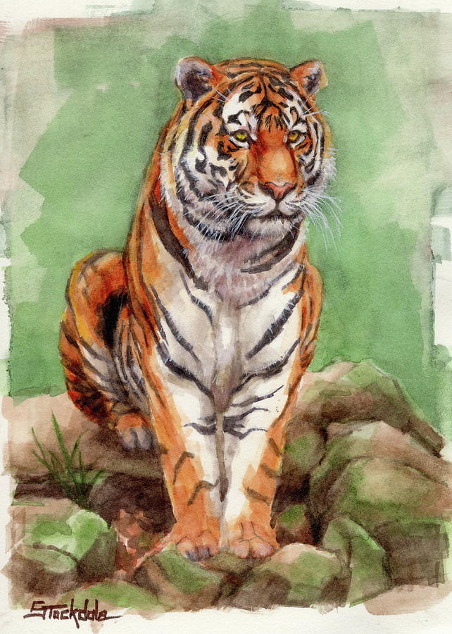 642x900 Tiger Watercolor Sketch Painting By Margaret Stockdale