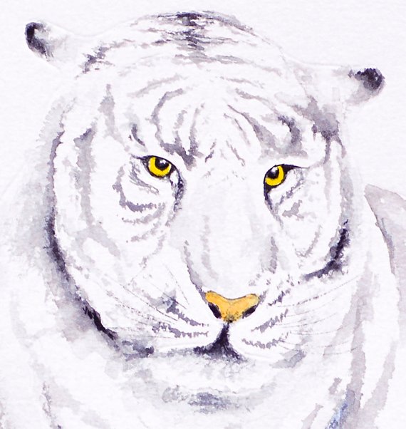 570x602 Tiger Watercolor White Tiger Painting Wildlife Wall Art Decor Etsy