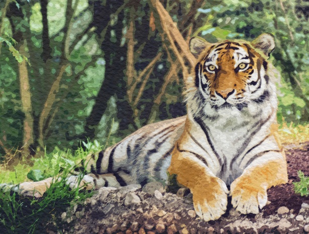 615x467 Tiger Watercolor Painting Art Free Stock Photo