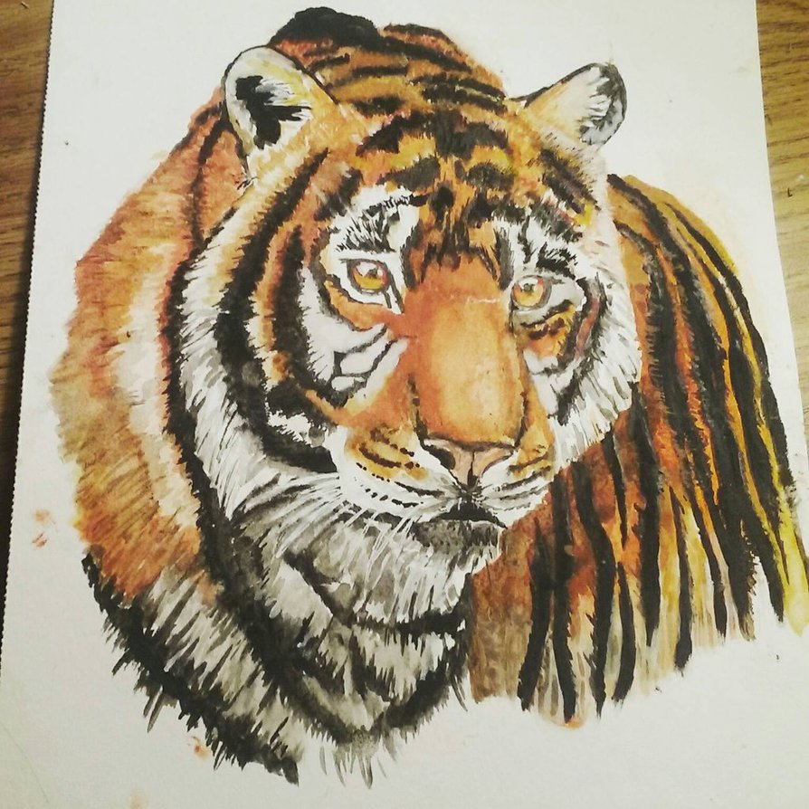 894x894 Tiger Watercolor Painting By Lynxcall