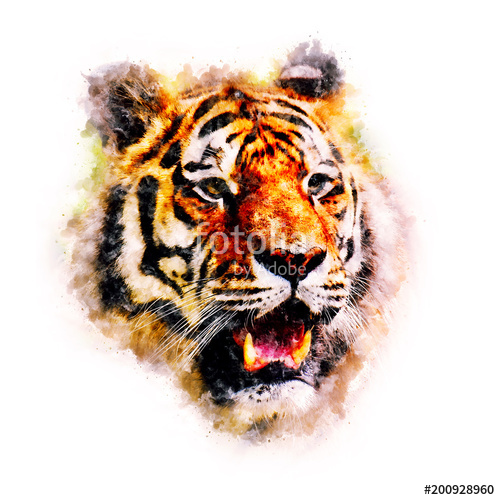 500x500 Tiger Watercolor Painting Art Stock Photo And Royalty Free Images