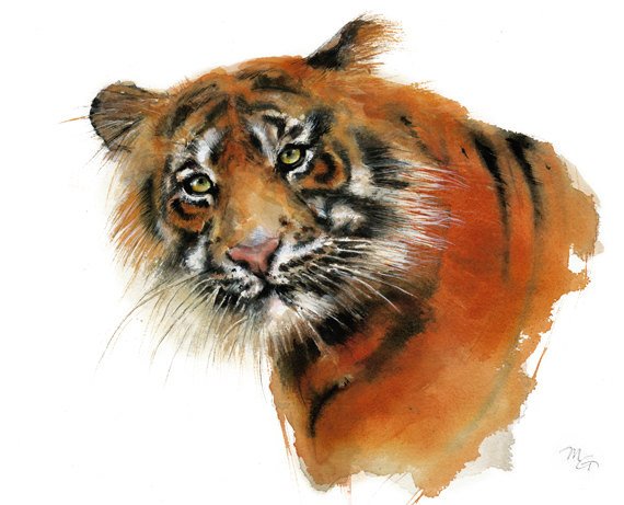 570x461 Tiger Watercolor Painting. Art Print. Nature Or Animal Etsy
