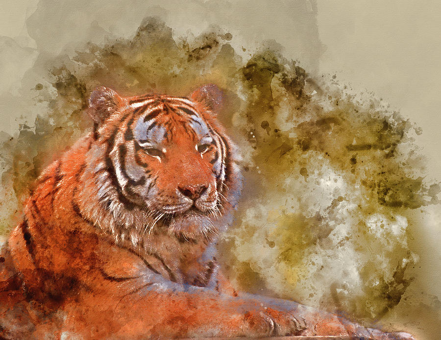 900x694 Watercolor Painting Of Stunning Close Up Image Of Tiger Relaxing