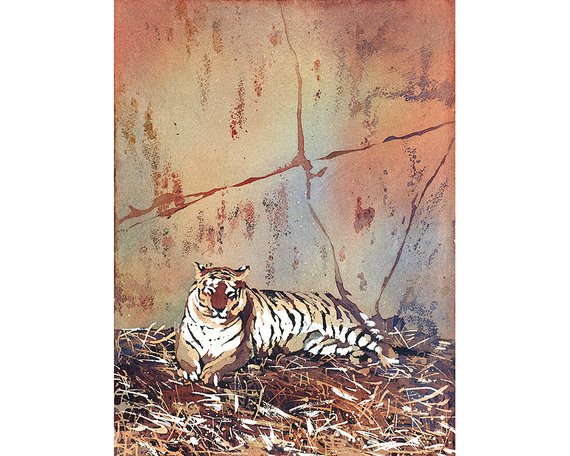 570x456 Watercolor Painting Of Tiger Lying On Ground