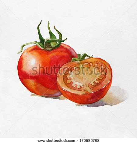 450x470 Tomato. Watercolor Painting On White Background. Painting