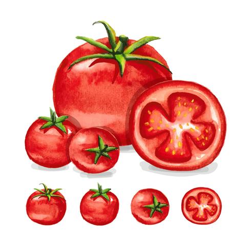 490x490 Tomatoes Watercolor