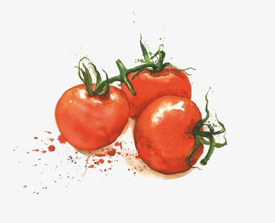 564x457 Watercolor Tomato, Watercolor Clipart, Creative, Red Tomatoes Png