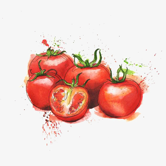 564x564 Watercolor Tomato, Watercolor Clipart, Red Tomatoes, Creative