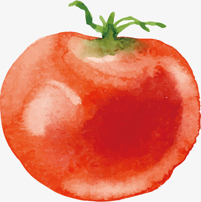 650x651 Watercolor Tomato Design, Tomato Design, Water Color Tomato